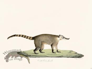 Cuvier 179 Brown Coati